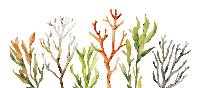 watercolor illustration border with sea corals and algae png