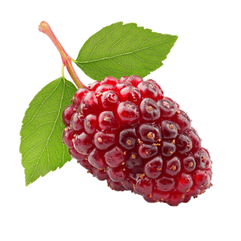 Fresh mulberry berry with vibrant color and green leaves isolated on a clean transparent background, Mulberry berry isolated on transparent background png