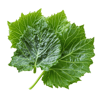 Fresh organic gunnera leaves displayed on a clean transparent background for culinary and decorative use, Fresh organic grape with leaves on transparent background png