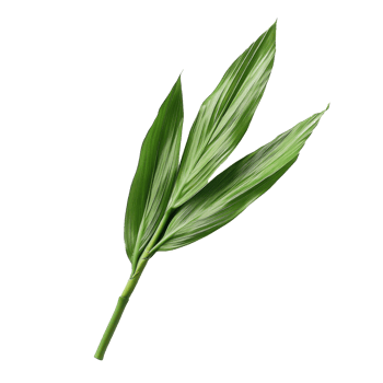 Fresh pandan leaves arranged on a transparent background for culinary and aromatic use, pandan leaf on transparent background png