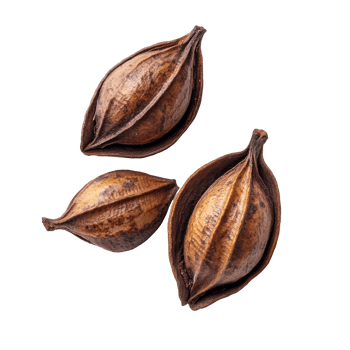 Sacha Inchi seeds arranged on a clean, transparent background showcasing their unique shapes and natural beauty, Sacha Inchi on transparent background png