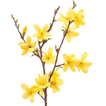 Bright yellow forsythia flowers isolated on a transparent background showcase early spring beauty and vibrancy of nature, forsythia flowers isolated on transparent background png