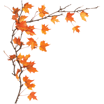 Colorful autumn maple leaves decorating a branch in warm hues against a light background, autumn maple branch leaves in top left corner edge transparent background isolated on solid transparent png