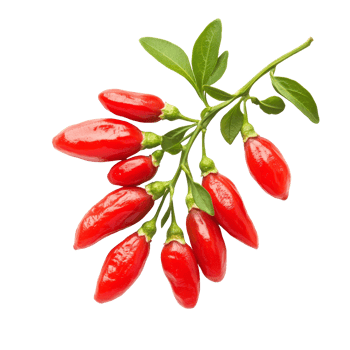 Goji berries arranged artistically on a bright transparent background for a fresh and vibrant presentation, Goji berries isolated on transparent background png