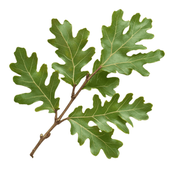 Green oak branch with vibrant leaves showcasing natural beauty and growth in a serene setting, green oak branch with leaves, file of isolated object on transparent background png