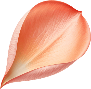 Elegant ROSE Petal for Design Inspiration. . png