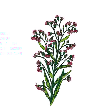 Botanical bouquet of wildflowers isolated on white background. Hand drawn plants and flowers in green pink colors illustration. Graphic design for Print Brand Wedding invitation Greeting Card vector