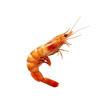 A single shrimp. png