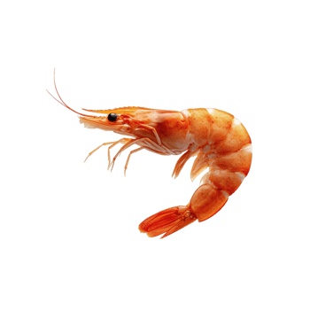 A single shrimp against a transparent background. png
