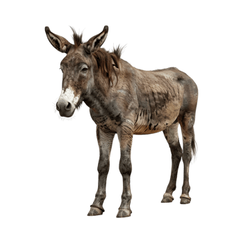 A donkey is standing on a white background png