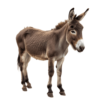 A donkey standing right side pose png