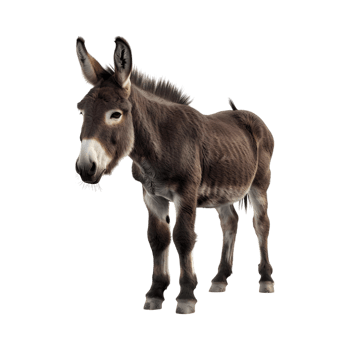 A donkey standing left side pose png