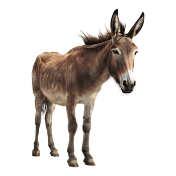 A donkey standing on a transparent background png