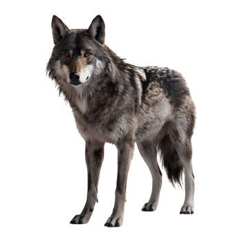 Wolf standing on transparent background png