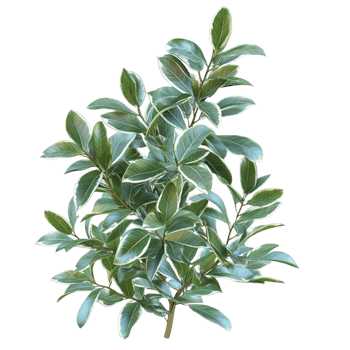 Natural Green Leaf Branch White png