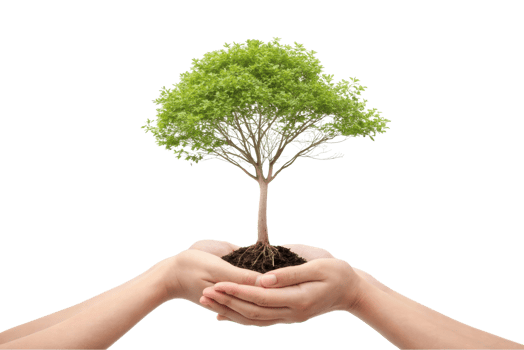 Hands nurturing a young tree symbolizing growth png