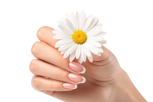 Hand with daisy on white background png