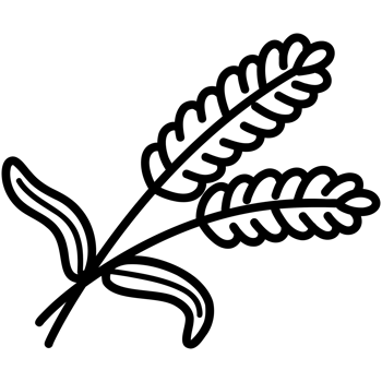 Two wheat plant png