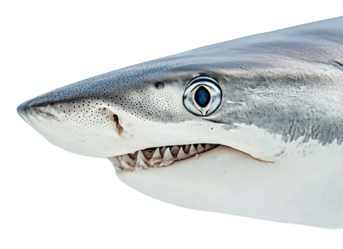 Shark with bold features in clear water png