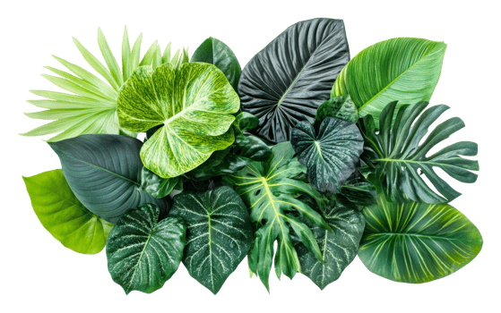Lush green tropical leaves arranged artfully png