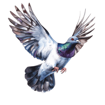 A vibrant pigeon in flight wings spread wide png