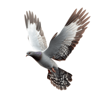 A Grey Pigeon in Flight Wings Spread Wide. isolated png