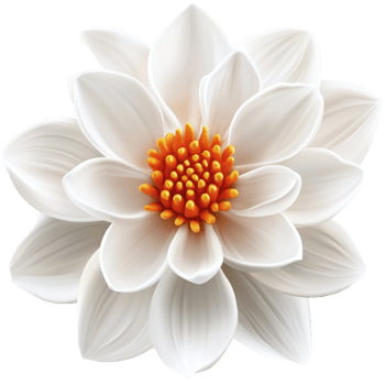 White Dahlia Flower with Soft and Elegant Petals png