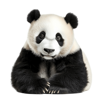 Gentle panda with large expressive eyes and a soft furry coat symbolizing kindness and the captivating charm of this rare species png