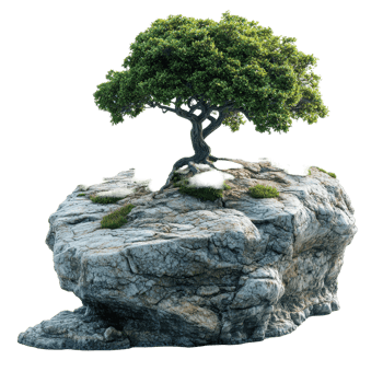 Unique tree growing on rocky outcrop surrounded by grass in a natural setting isolated on transparent background png
