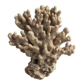 Ocean Coral on Transparent Background png