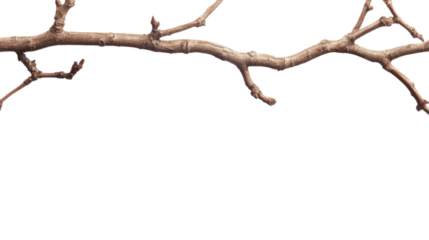Bare Branch with Small Buds Emerging in Spring png