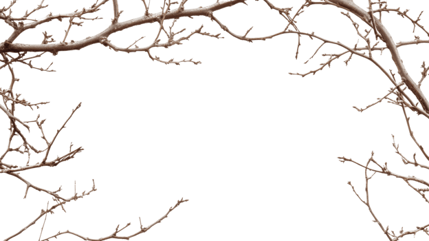 Snow dusted branches form a winter frame png