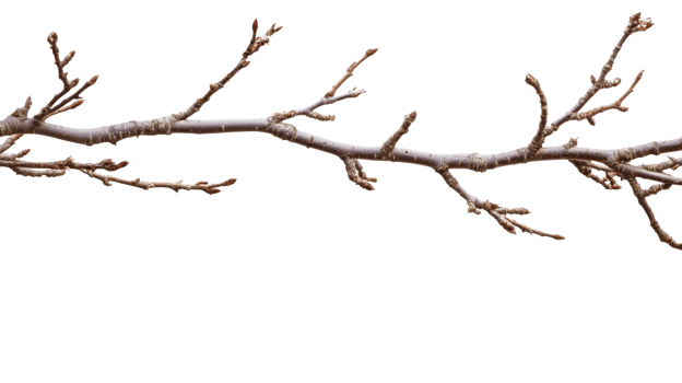 Bare Branch With Small Buds Ready For Spring png