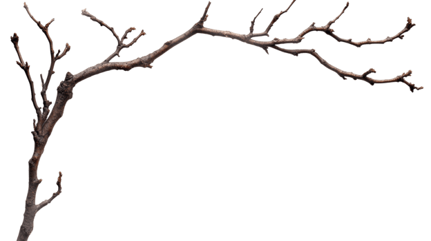 A Bare Branch Arcing Gracefully Against A Black Background png