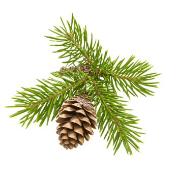 Evergreen pine branch with vibrant green needles and a small brown pinecone symbolizing winter and holiday traditions png