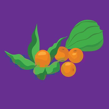 Physalis angulata ceplukan exotic asian fruit vector