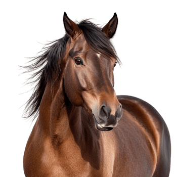 Beautiful brown horse stands with a strong posture and a flowing dark mane png