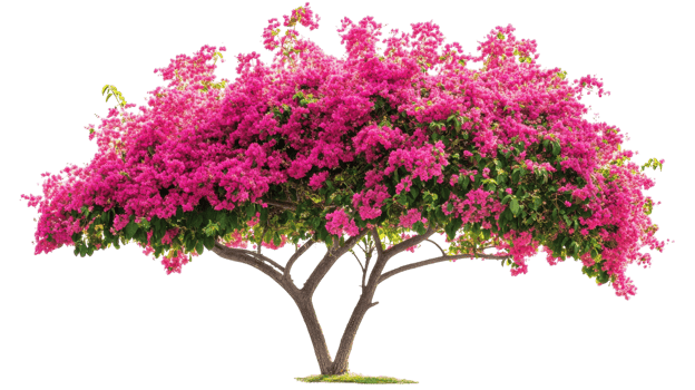A pink tree with flowers on it png
