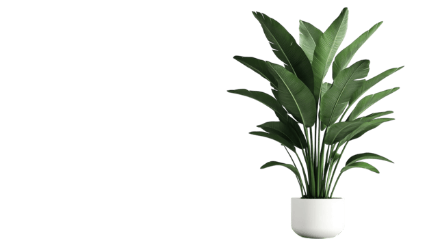 A plant in a white pot on a black background png