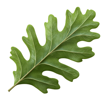 oak leaf on transparent background png