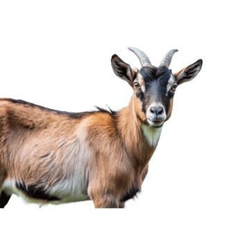 A Closeup Portrait of a Brown and Black Goat with Short Horns png