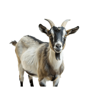 Closeup of a curious brown and black goat with short horns png