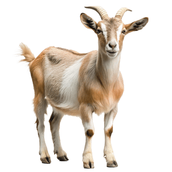 A Stunning Light Brown Goat with White Patches Standing on a White Background png