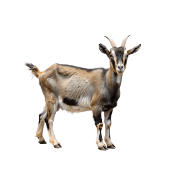 A Stunning Image of a Brown and White Goat Standing on a White Background png