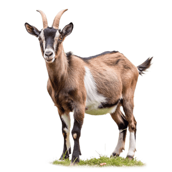 A Stunning Brown and White Goat Standing in Grass png