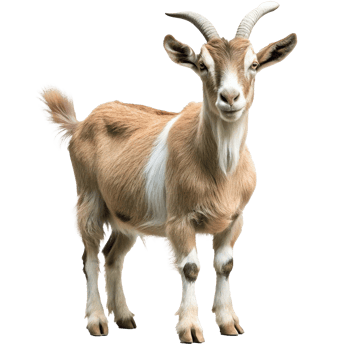 A Stunning Light Brown Goat with Short Horns and White Patches png