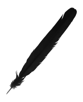 A tail feather of a Eurasian magpie. It is black with iridescent blue and green. Cut out on a transparent background. png