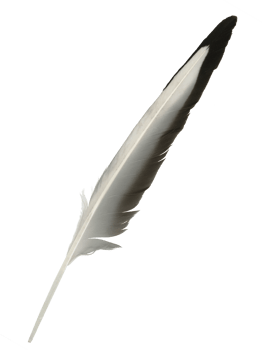 A wing feather of a Eurasian magpie. It is black and white. Cut out on a transparent background. png