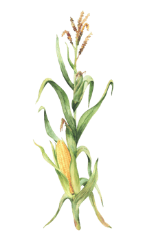 Corn plant. Golden maize plant stalk with corncob, flowers and green leaves, husks. Watercolor clipart. Realistic hand painting isolated from background illustration for food, agricultural product. png