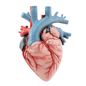3D anatomical model of a human heart showcasing blood vessels and structure. png